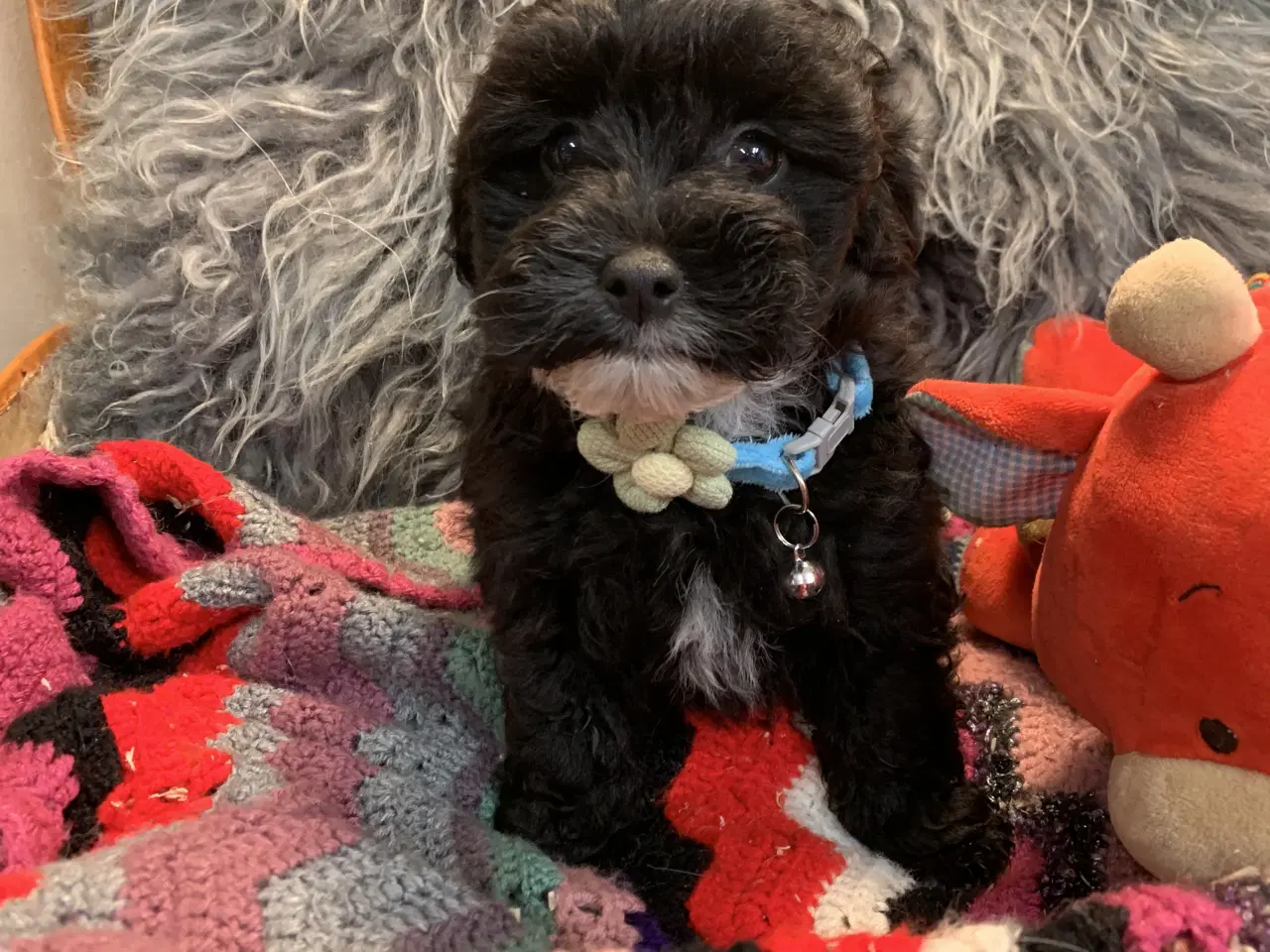 Billede 17 - Små fine Maltipoo babyer er rejseklar nu . 