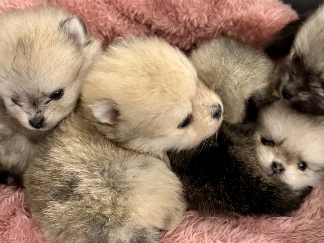 Billede 2 - Pomeranian 