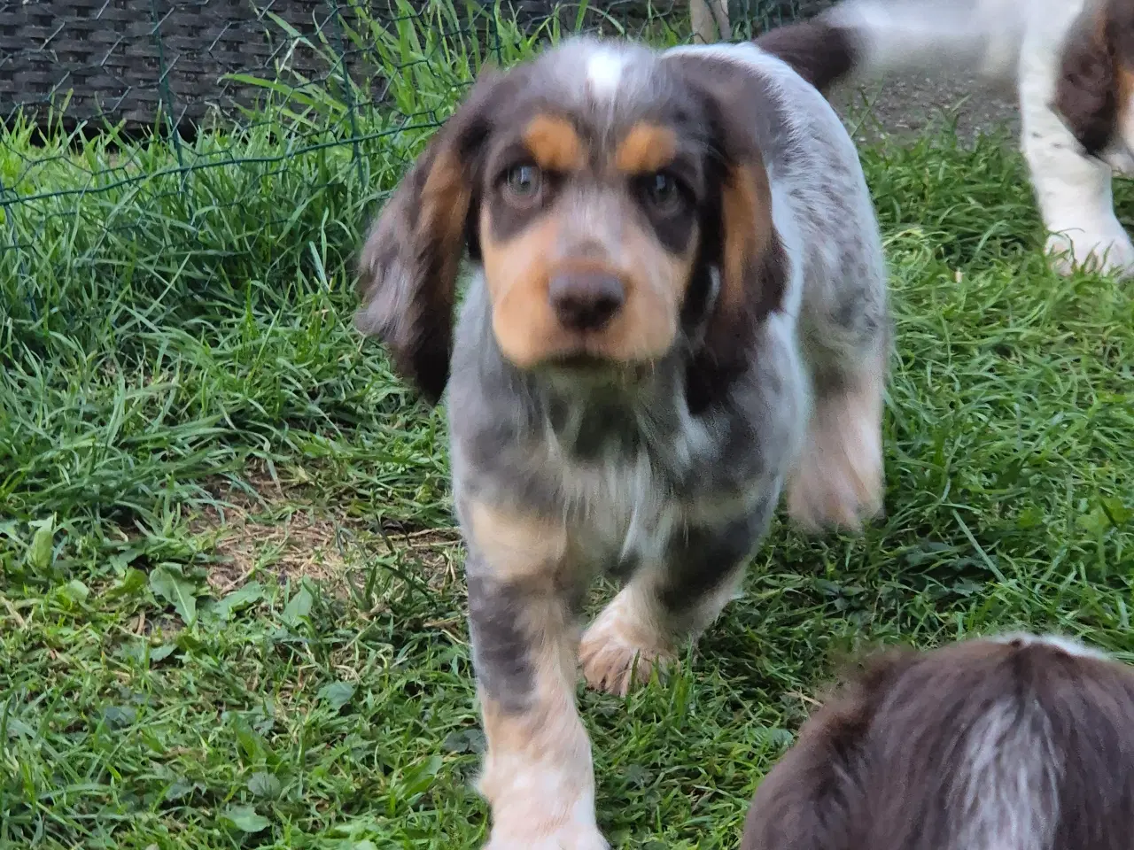 Billede 6 - Ft cocker spaniel 
