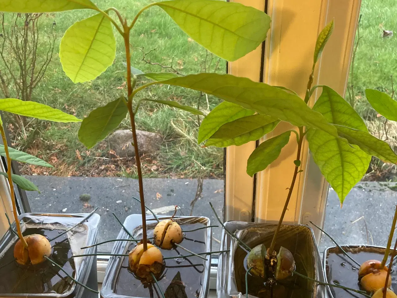 Billede 3 - Avokadoplante - flere stk