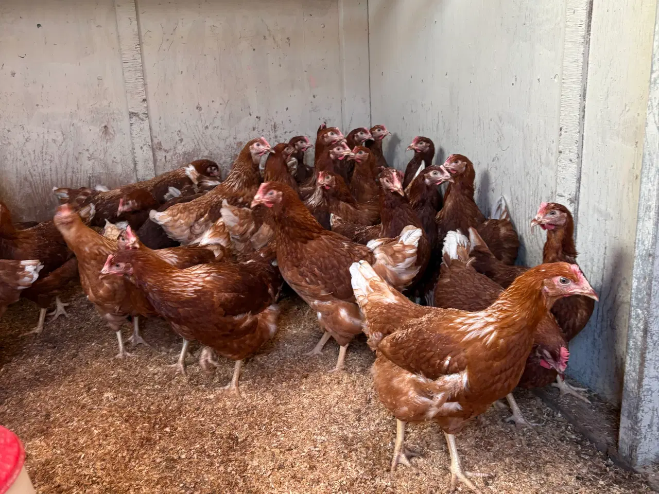 Billede 3 - IrisBrown/ røde amerikaner