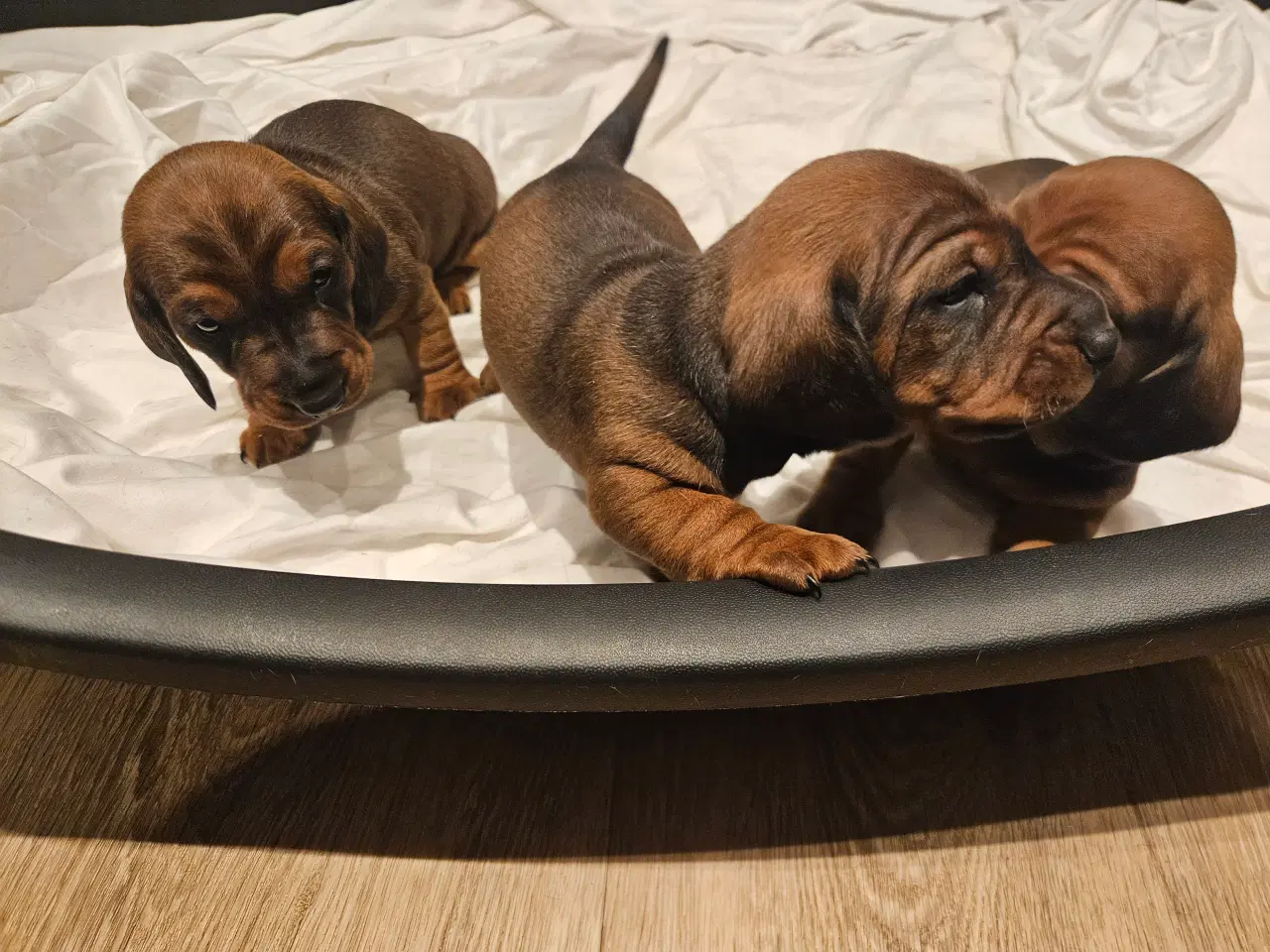 Billede 17 - Gravhundehvalpe 