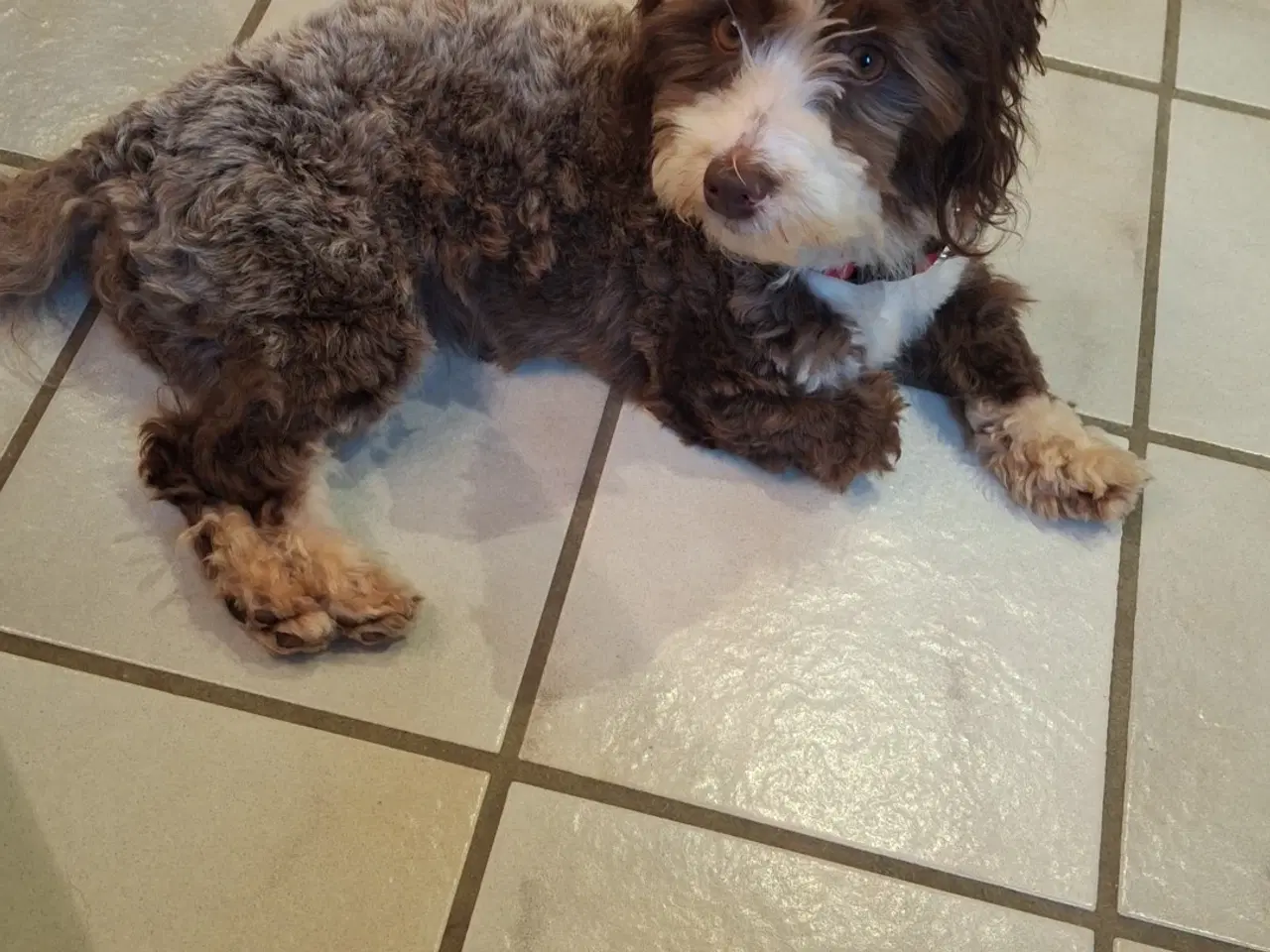 Billede 2 - Bichon havanais tæve