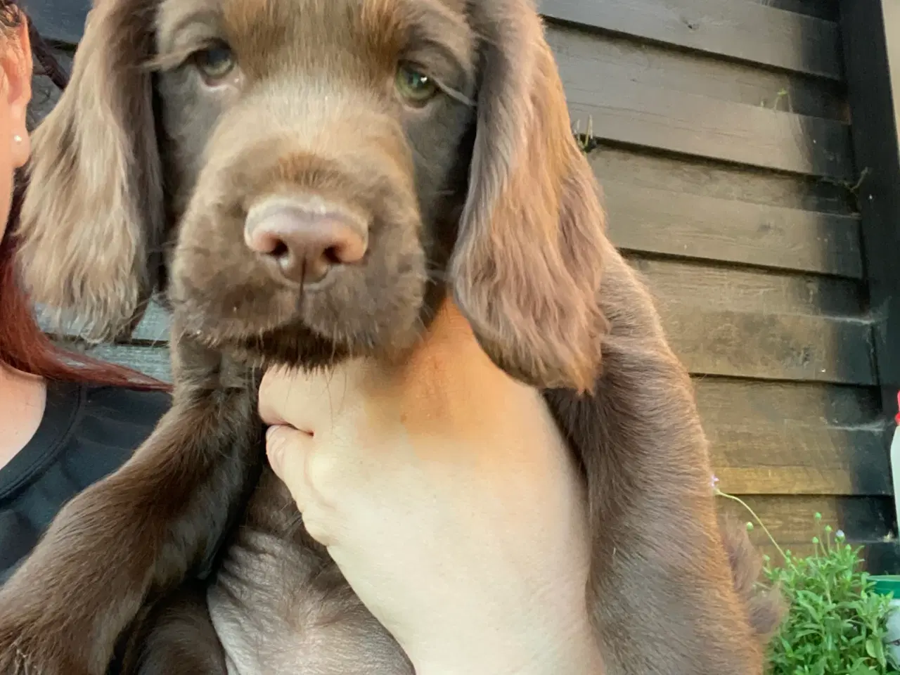 Billede 2 - Cockerspaniel hvalpe