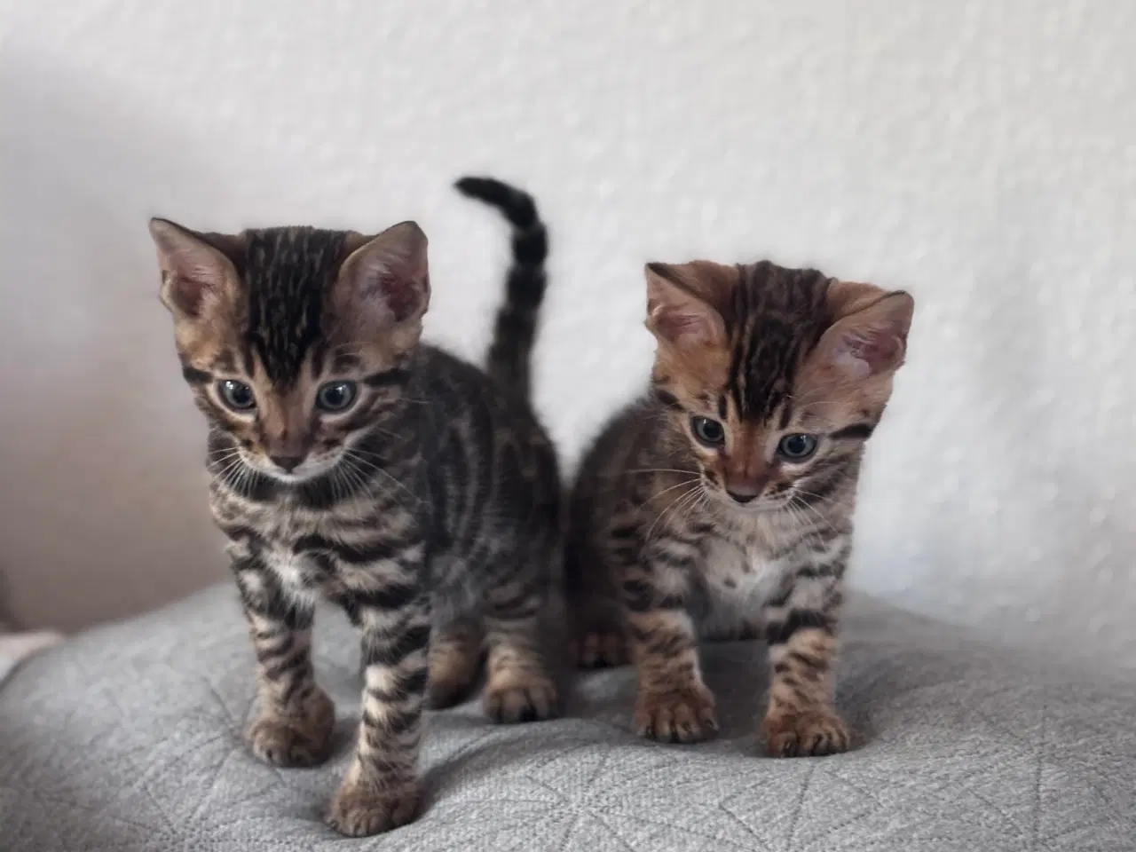 Billede 6 - Bengal dreng 