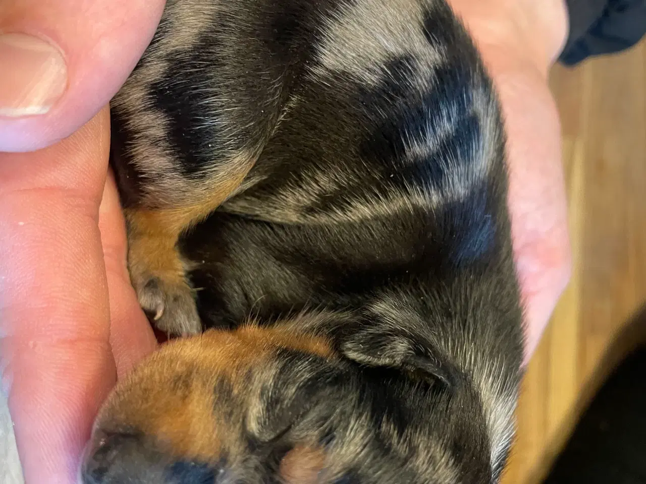 Billede 6 - Lækre Prazsky krysarik hvalpe 