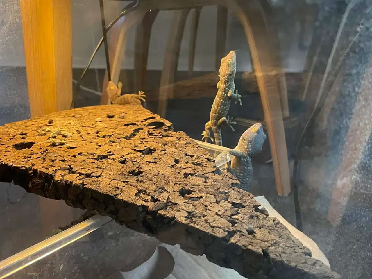 Billede 3 - Gekko unger af Tokay gekko 