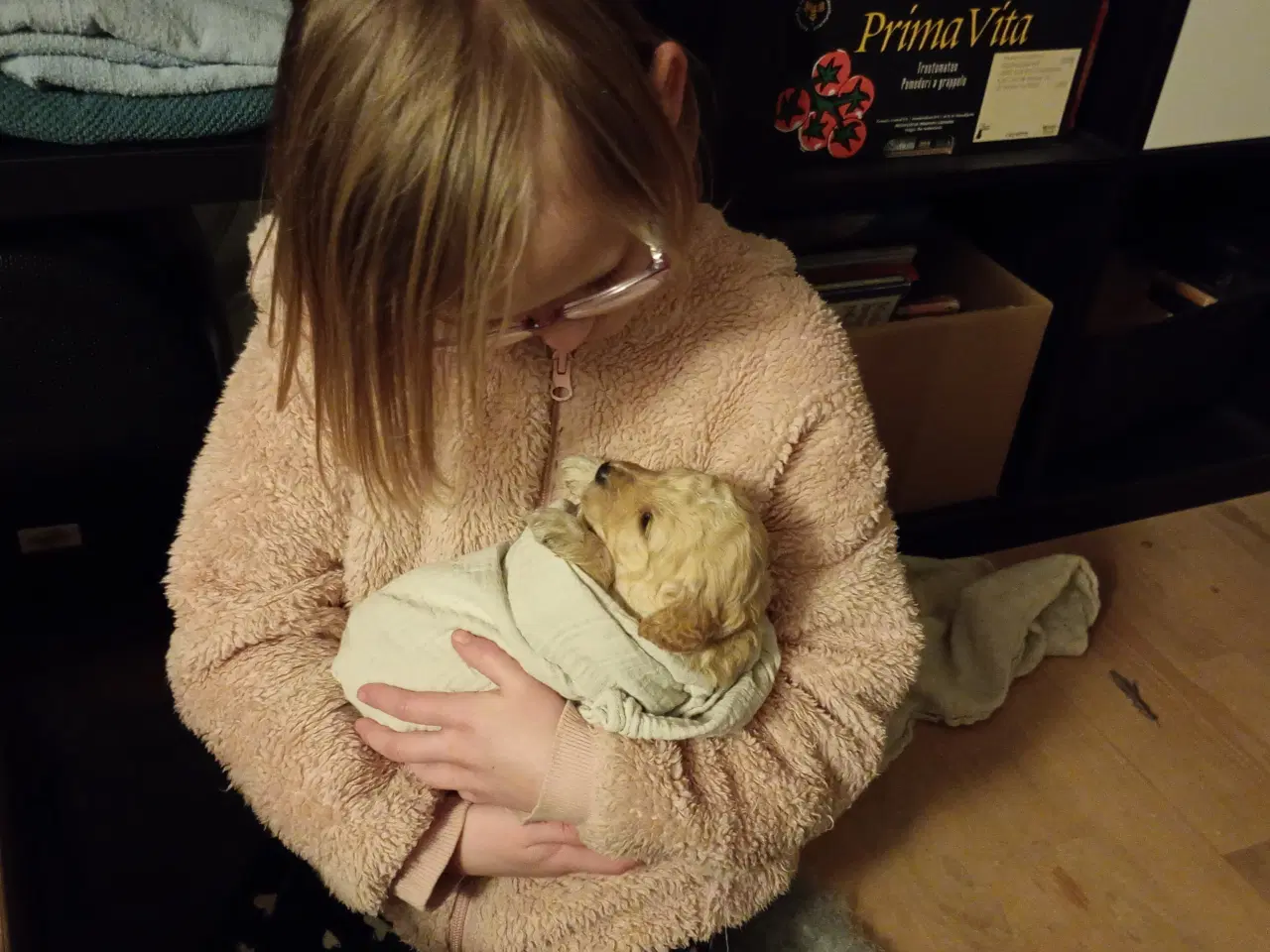 Billede 6 - Springerdoodle hvalpe