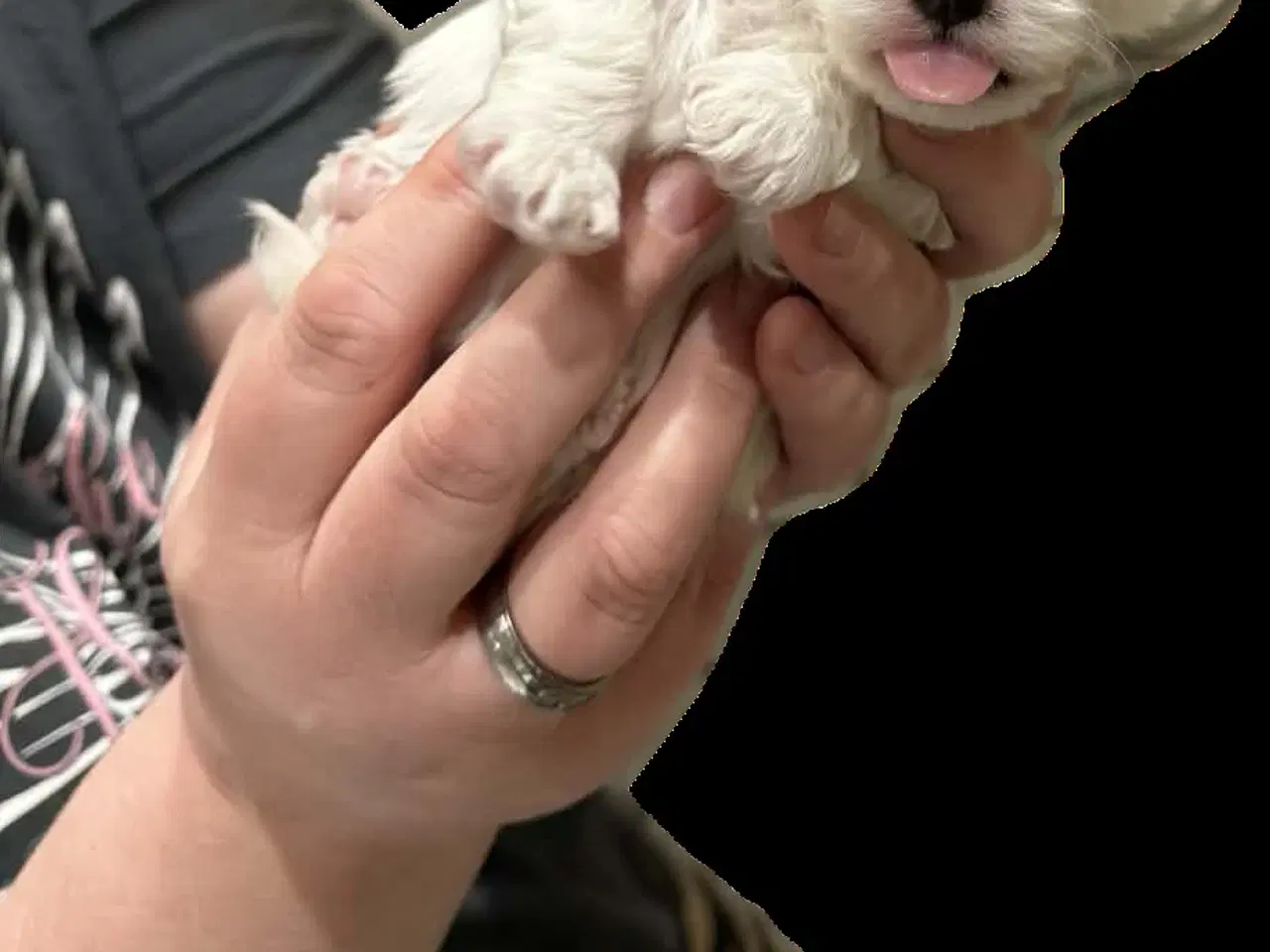 Billede 7 - Bichon Havanais/Coton De Tulear