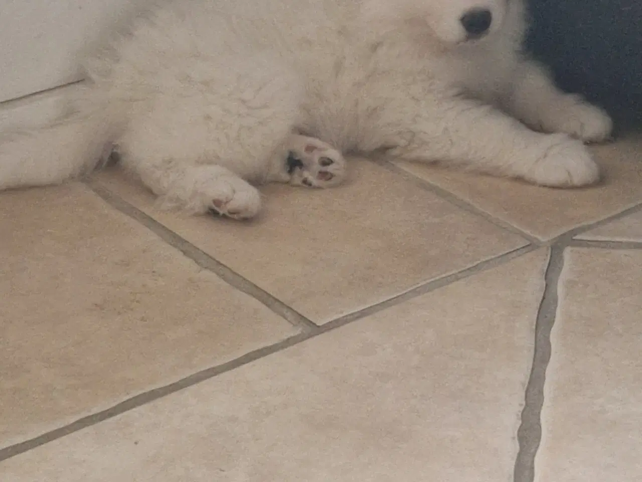 Billede 3 - Samojede, hvalp, hanhund, 8 uger