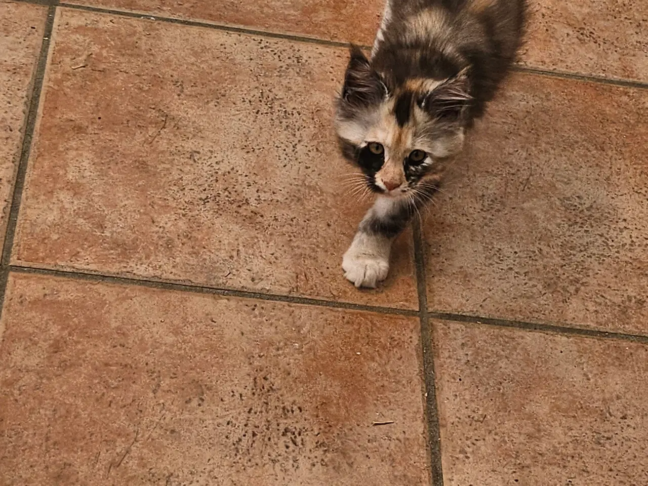 Billede 5 - Maine coon killing