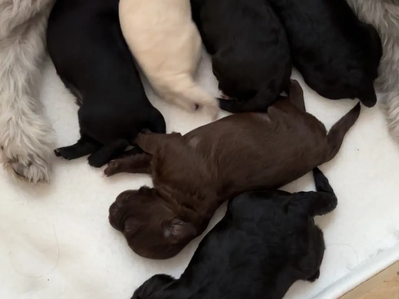 Billede 3 - Maltipoo Hvalpe