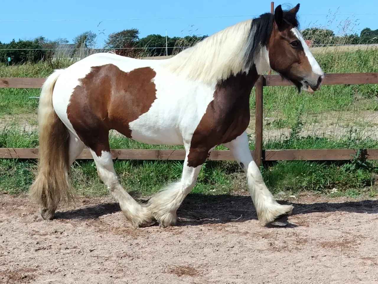 Billede 5 - Irish cob hoppe 