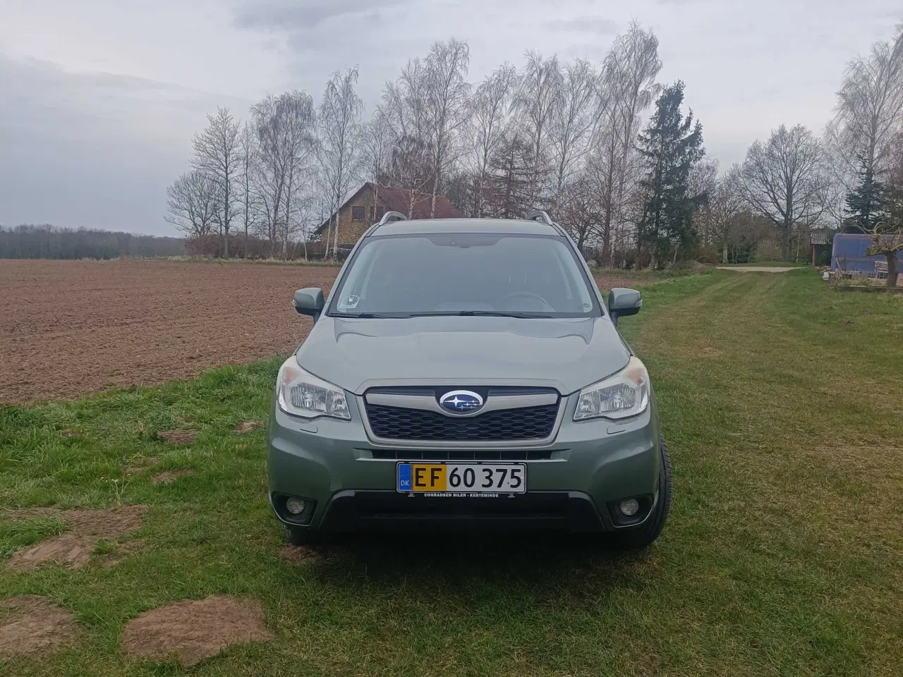 Billede 6 - Subraue Forester 