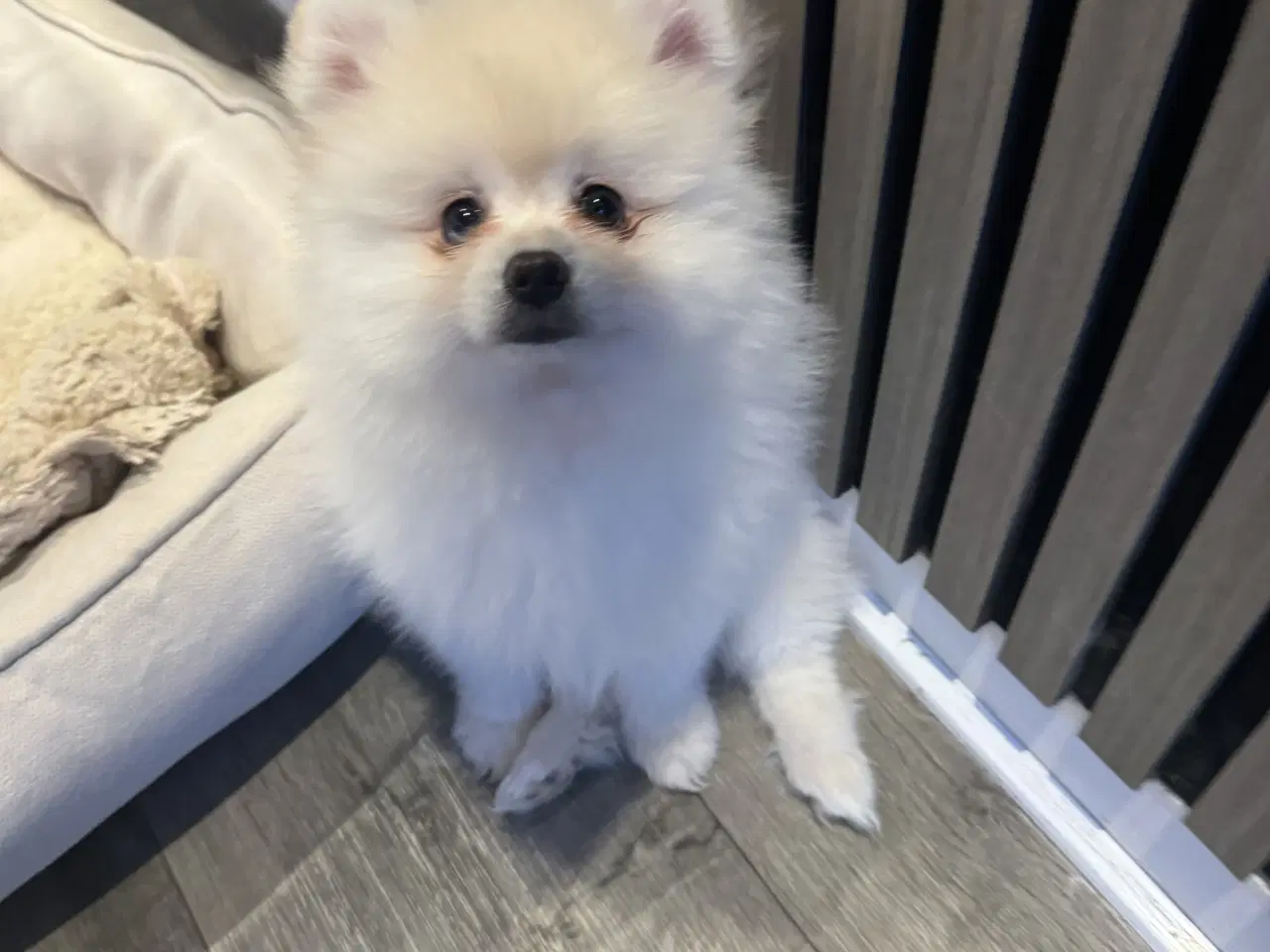 Billede 7 - Verdens sødeste Pomeranian dreng søger nyt hjem 💙
