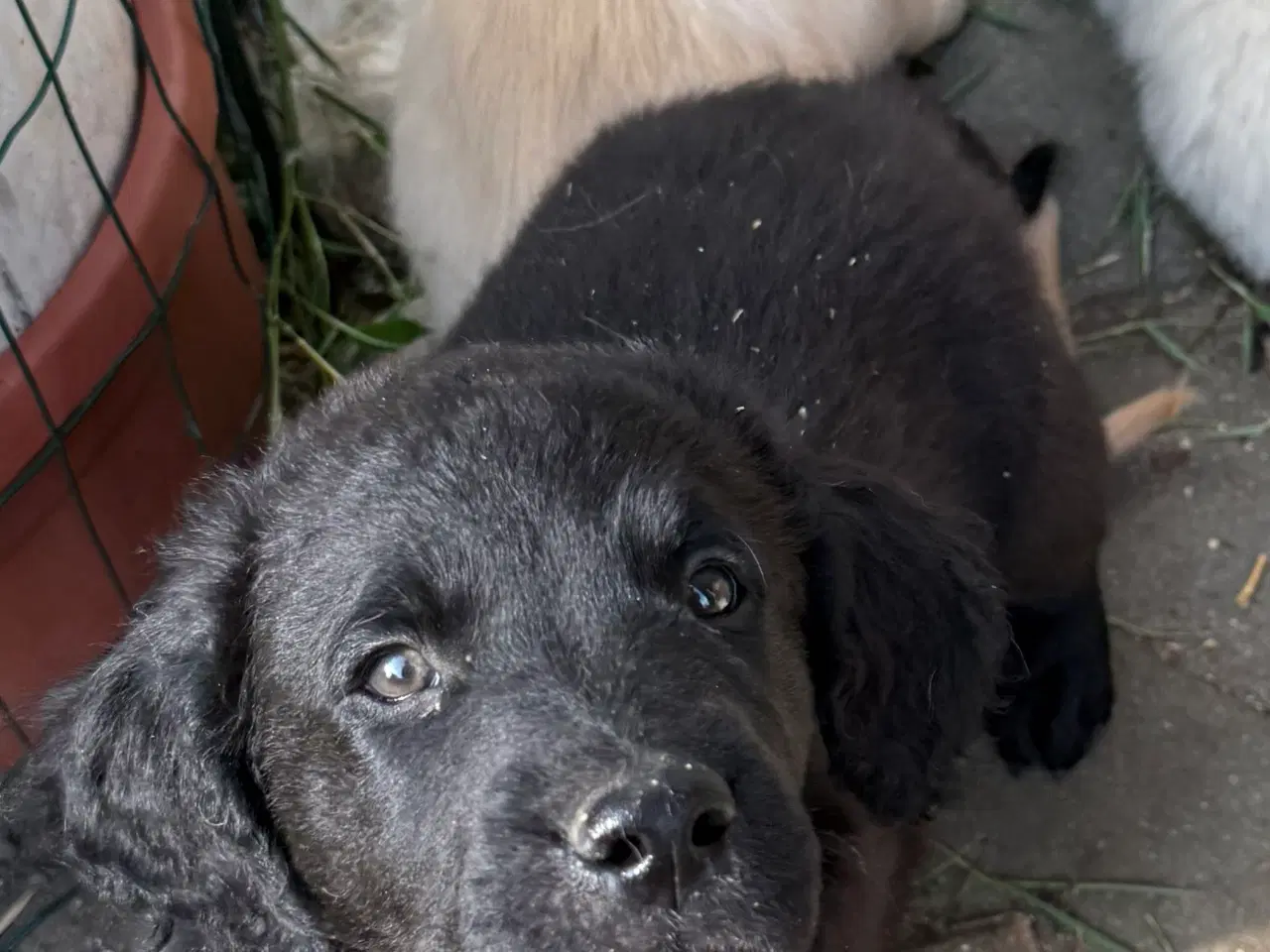 Billede 9 - Golden Retriever blanding, han