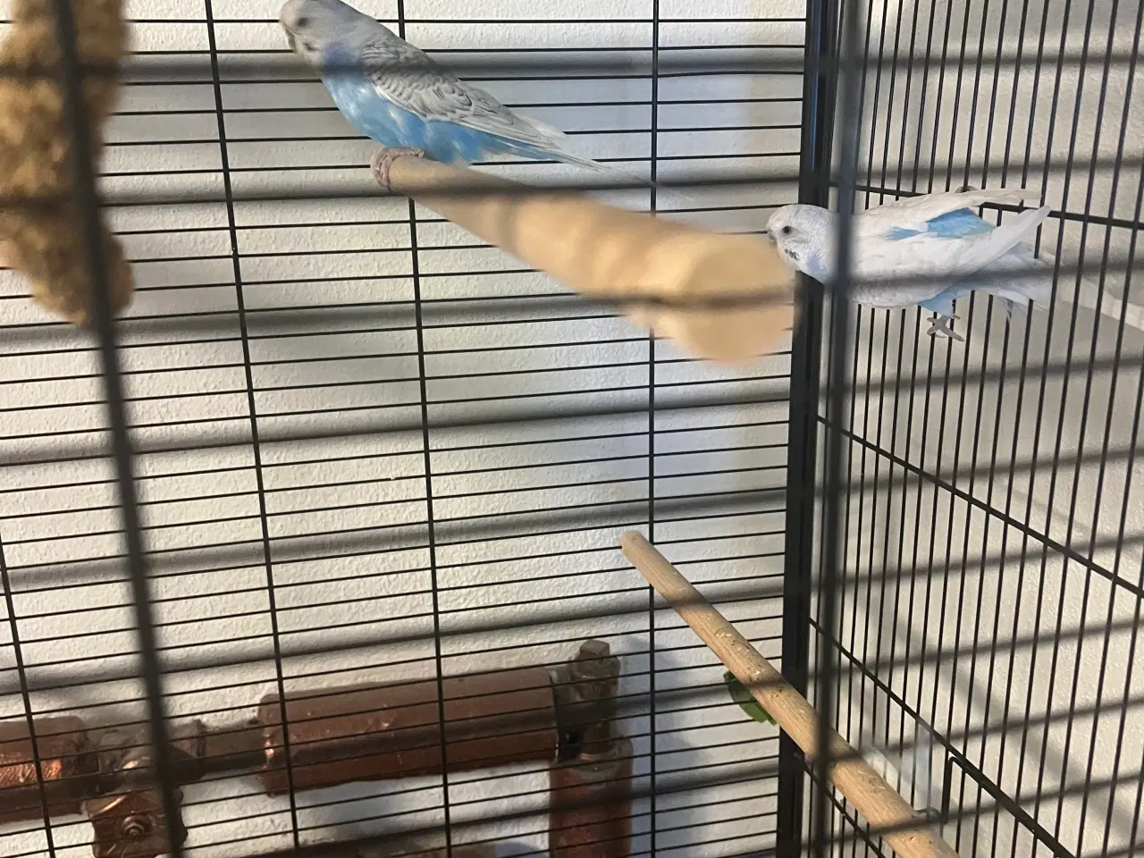 Billede 4 - 2 meget fine undulater, en han og en hun med bur