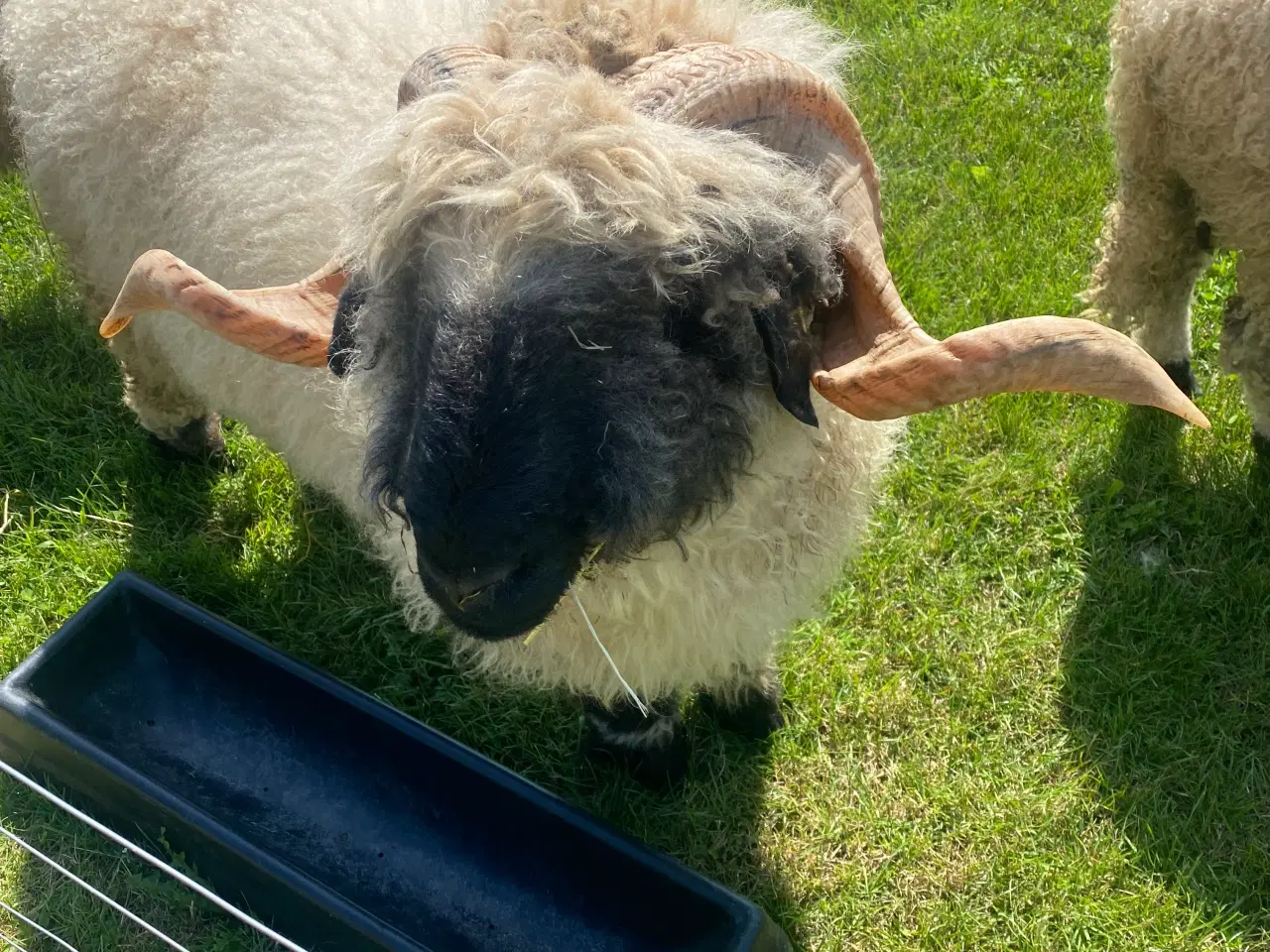 Billede 1 - Valaise Blacknose 