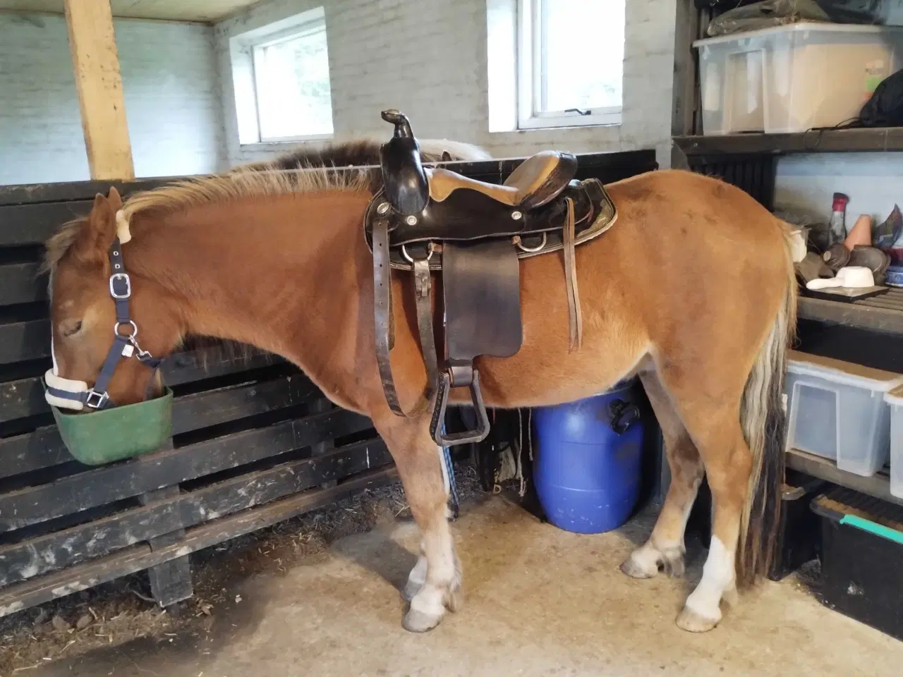 Billede 5 - Islænder/Tinker