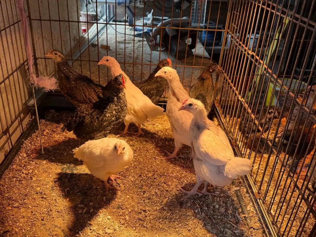 Billede 12 - høns på cirka 1 måneder gamle til salg Zone Varde.