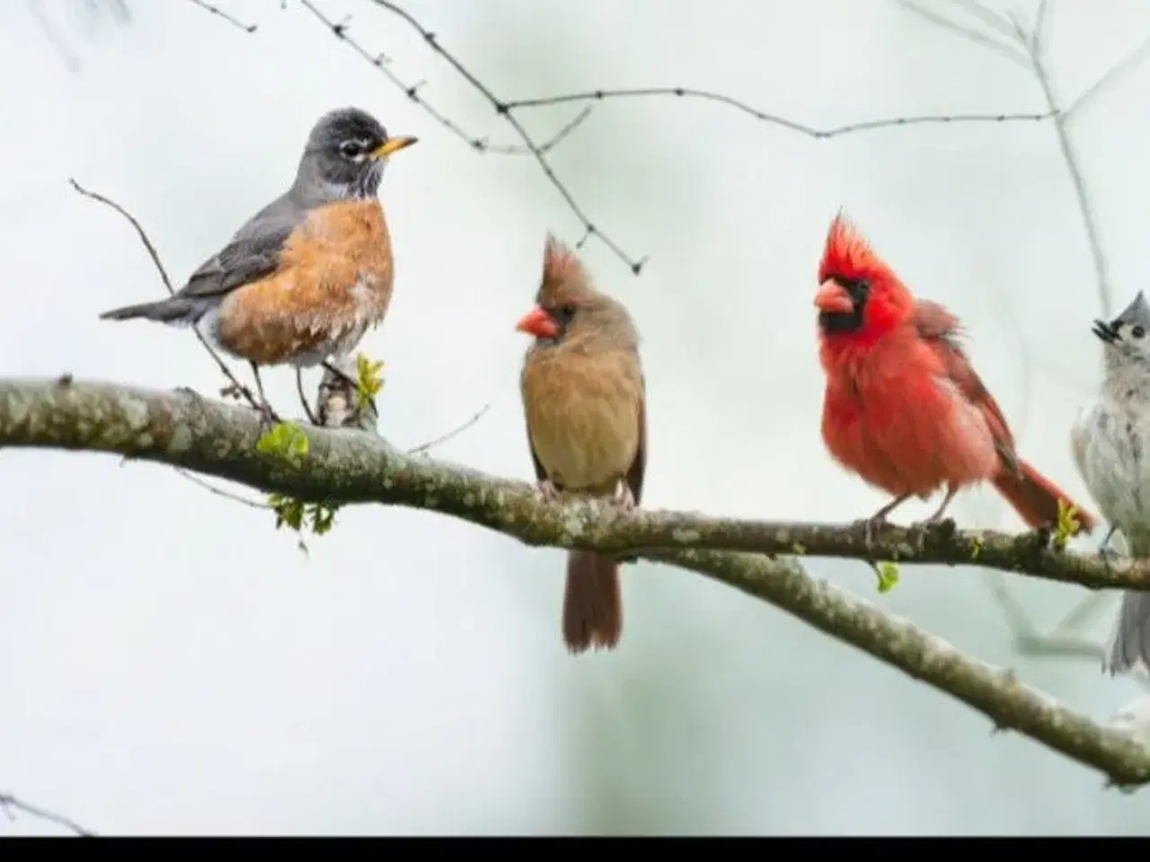 Billede 1 - Modtages div papegøjer og div andre fugle 