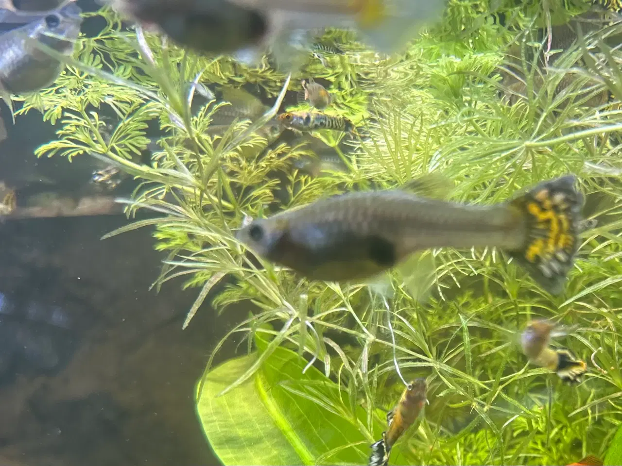 Billede 5 - Gubby mix - flotte farver