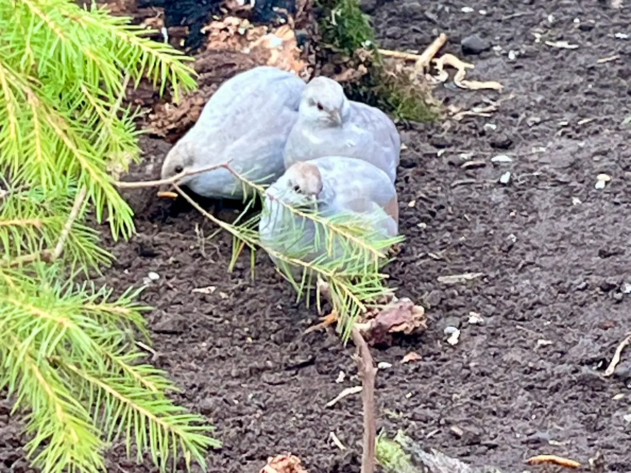 Billede 1 - Kinesiske dværgvagtler