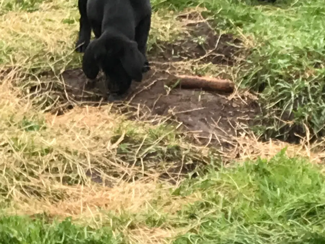Billede 2 - Labrador han hvalp