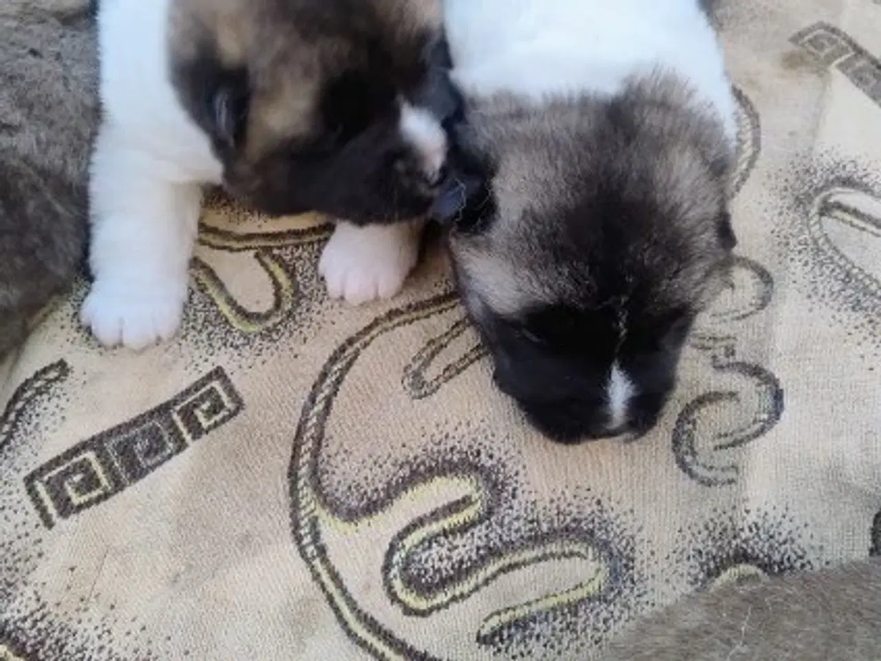 Billede 3 - Hundehvalpe Akita American