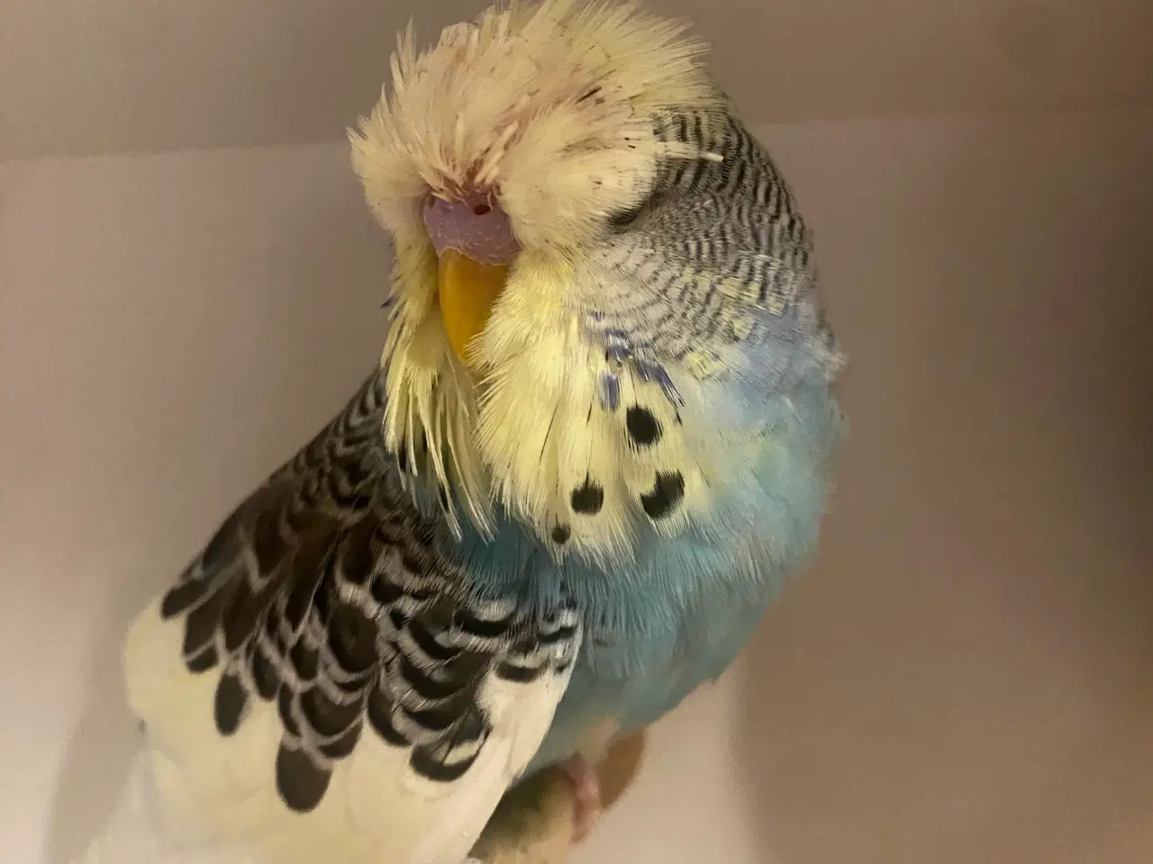 Billede 3 - Engelsk undulat - han på 3 mdr