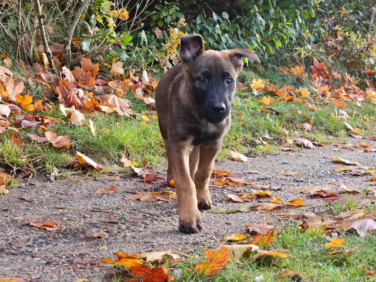 Billede 8 - Belgisk Malinois hvalpe til salg 