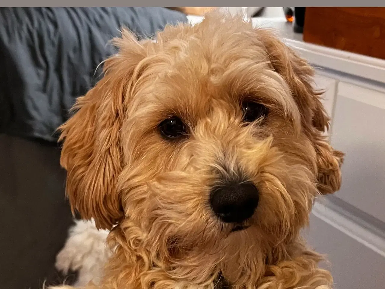 Billede 8 - Maltipoo hvalpe