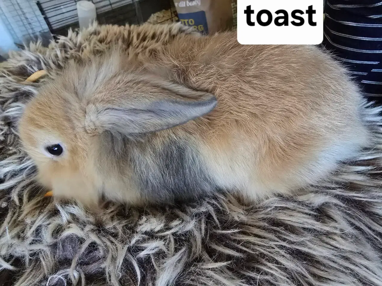 Billede 2 - 4 kælen og søde unger 