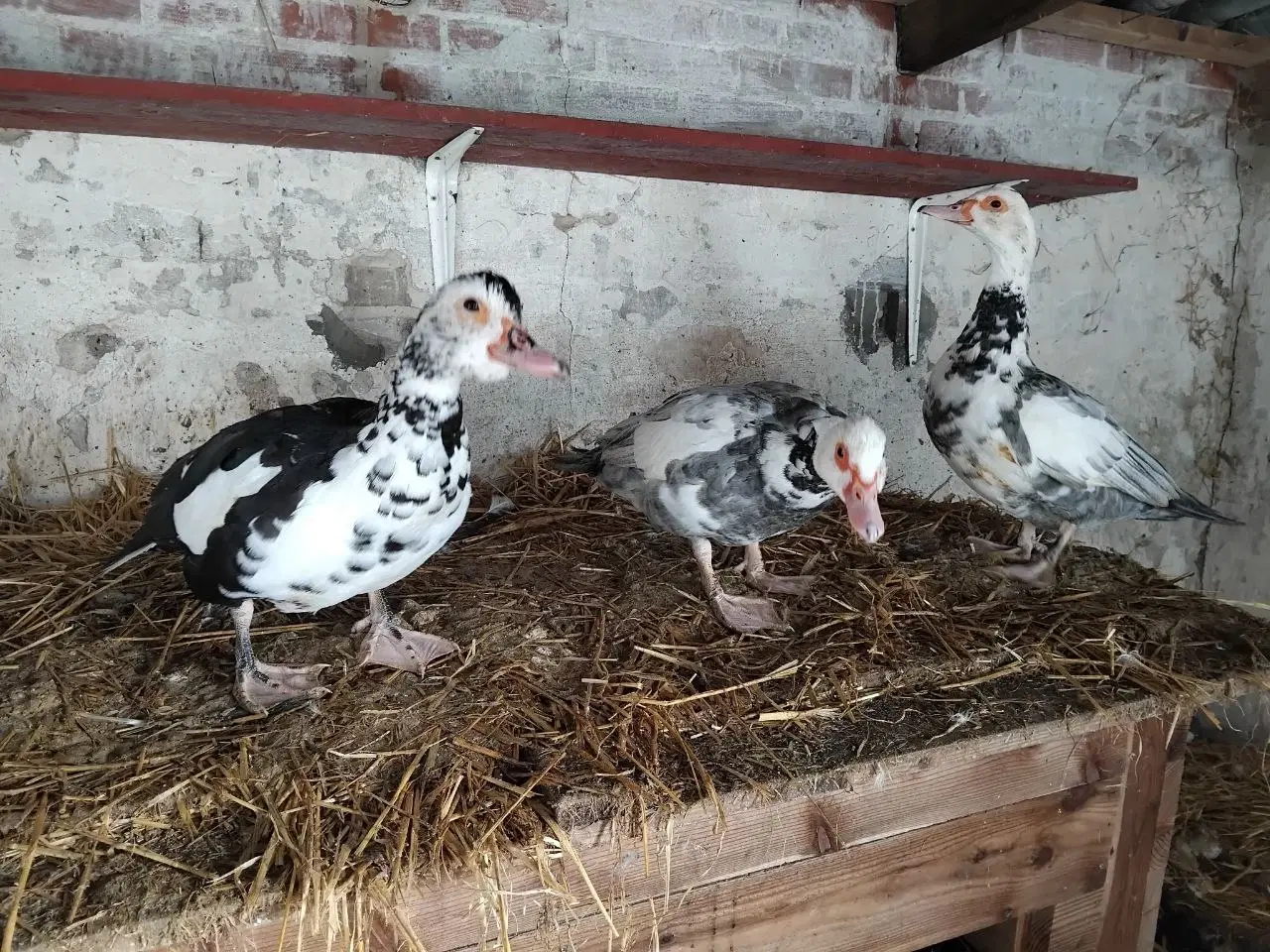 Billede 1 - Moskusænder sælges