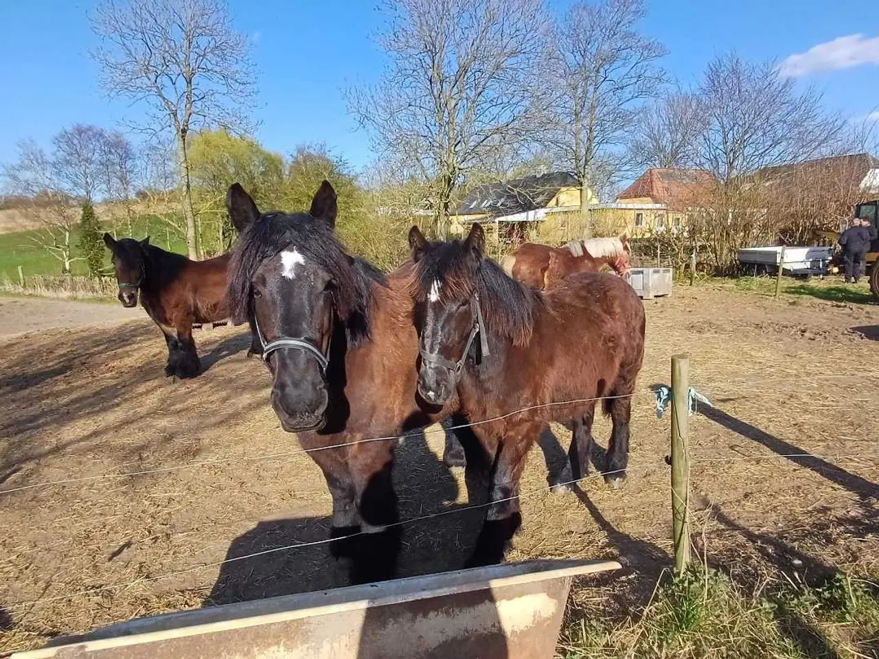 Billede 8 - 1 årig Jyskhest hingst sælges
