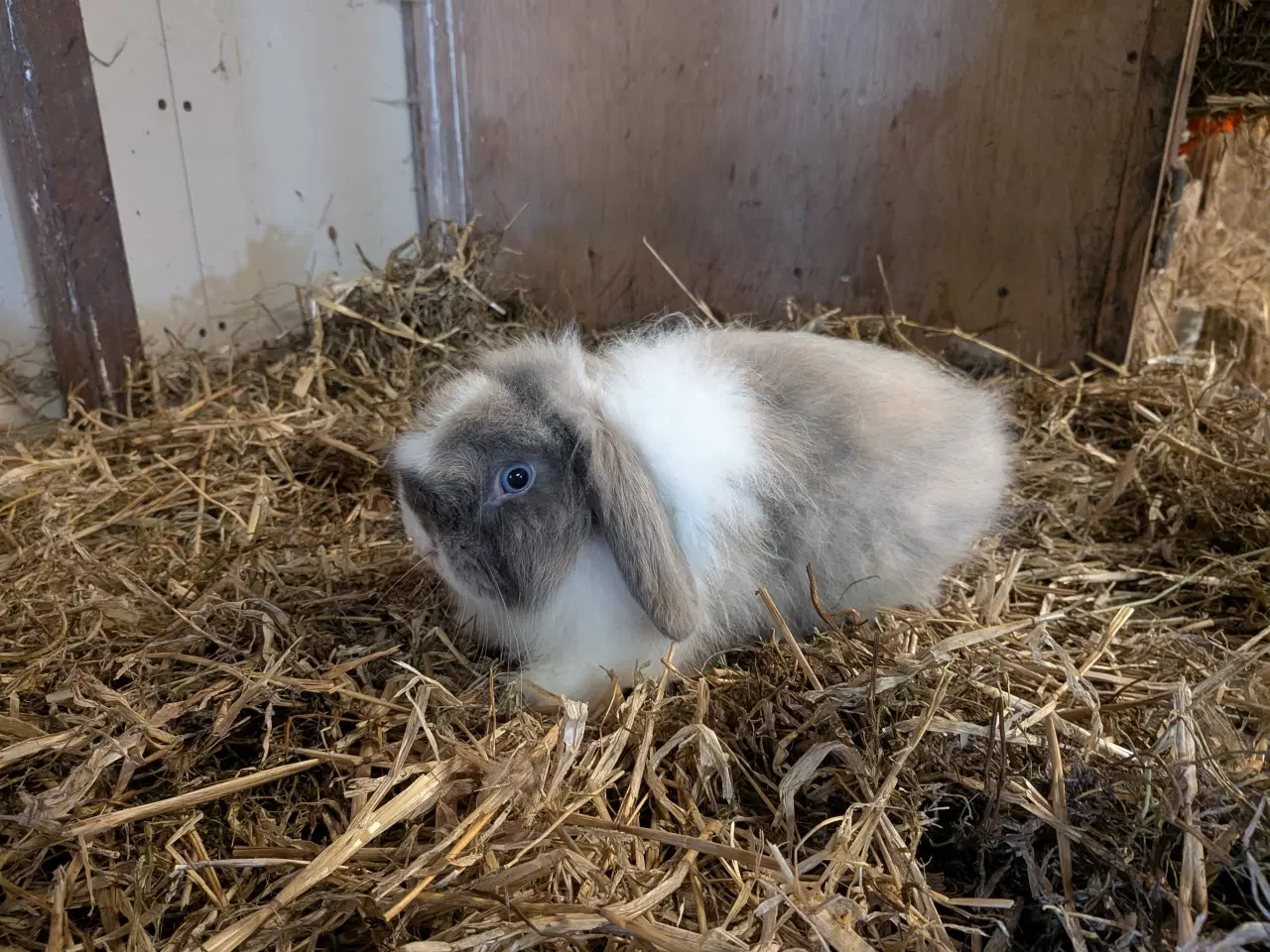 Billede 1 - Den  Lille lion lop Benjamin søger nyt hjem
