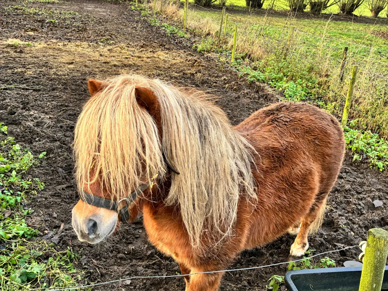 Billede 3 - Hingst/avlhopper Sælges 