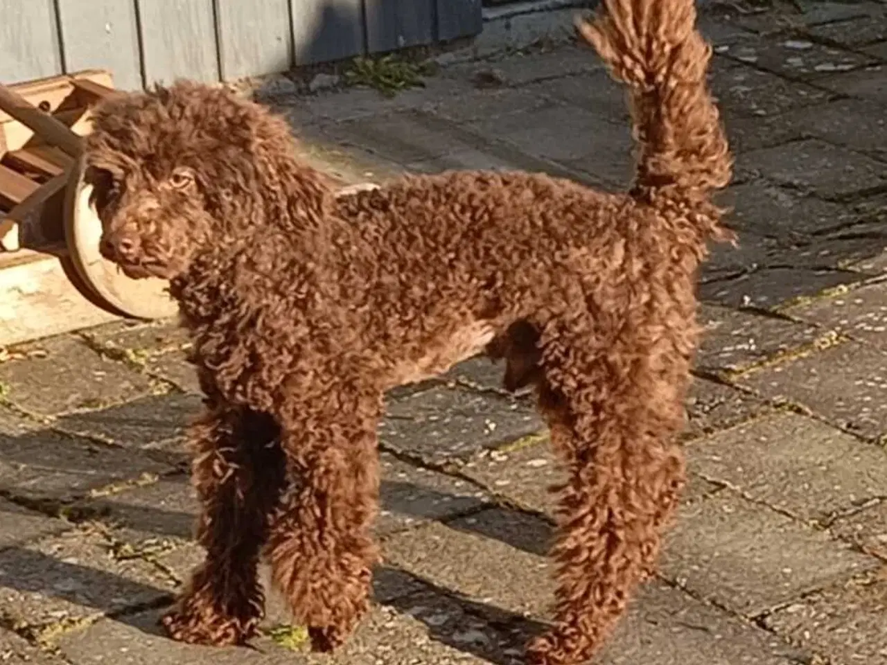 Billede 15 - F1b cockerpoo tæver 