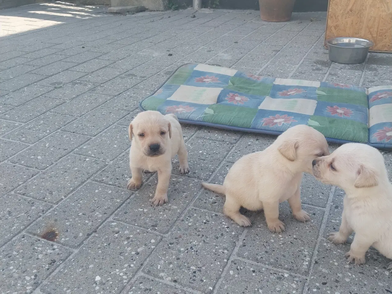 Billede 2 - Gule Labrador hvalpe.