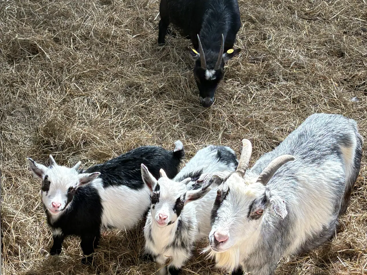 Billede 2 - Dværg geder. 