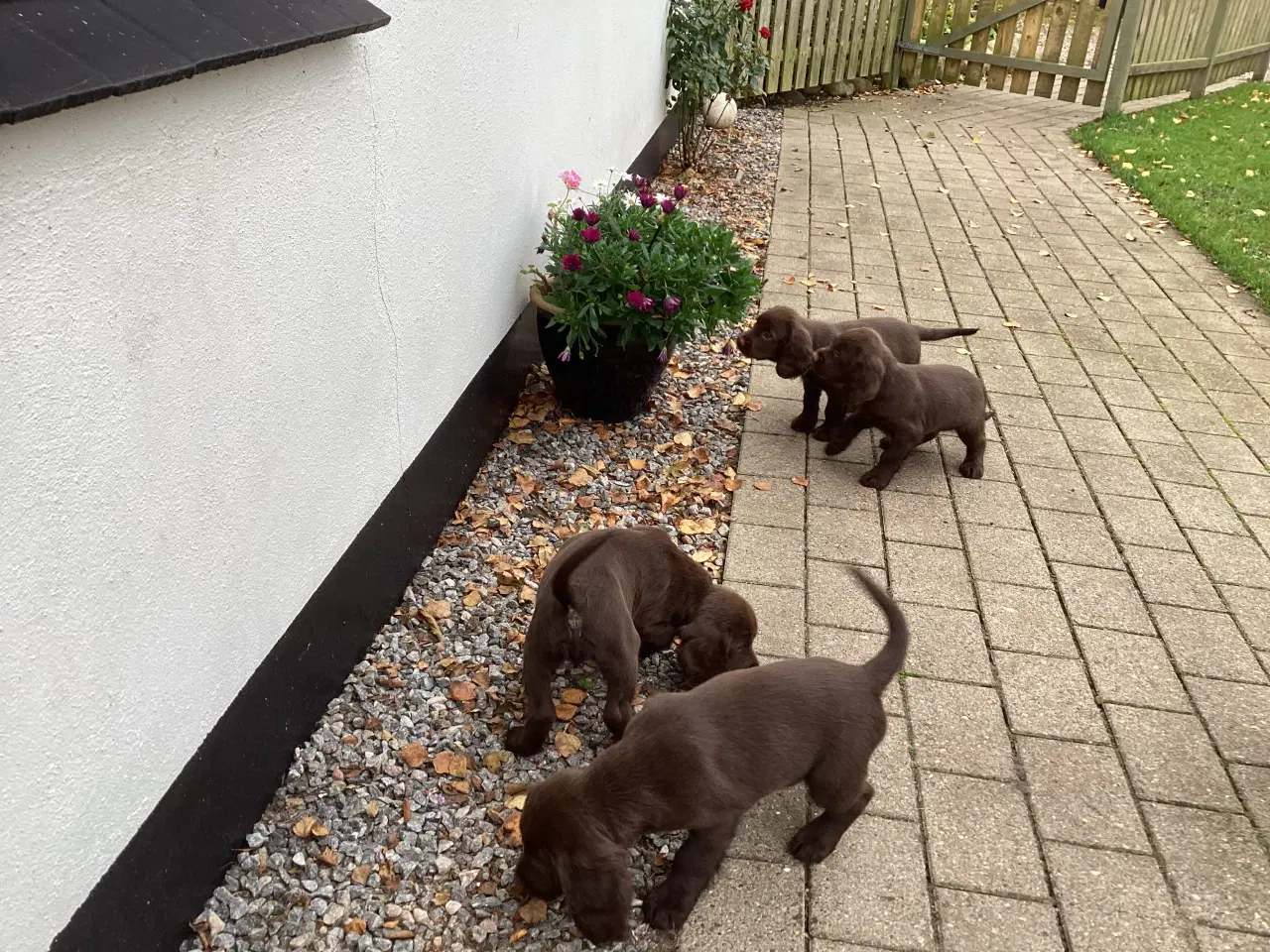 Billede 2 - FT springer/Engelsk springer Spaniel