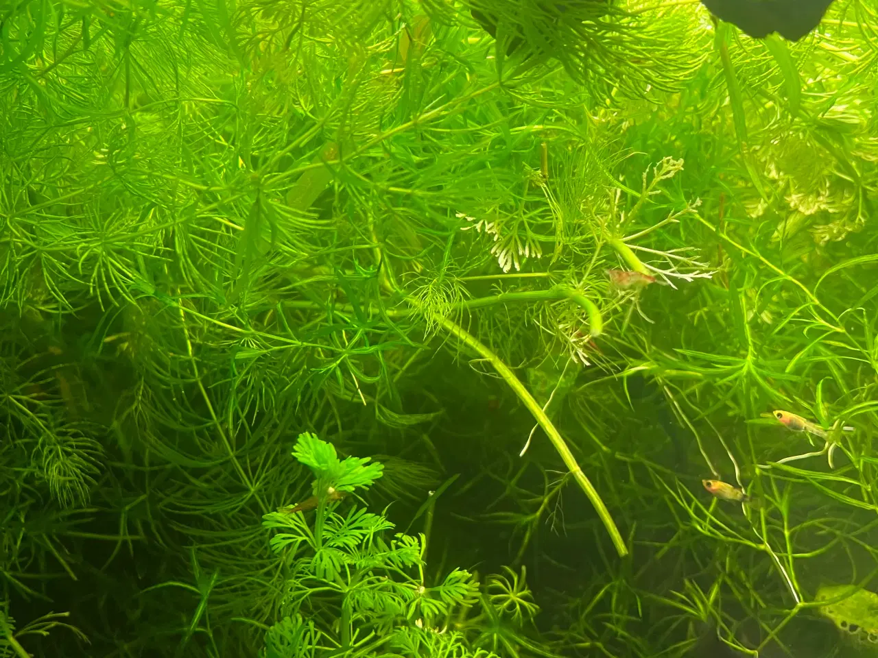 Billede 2 - Poser med akvarie planter 