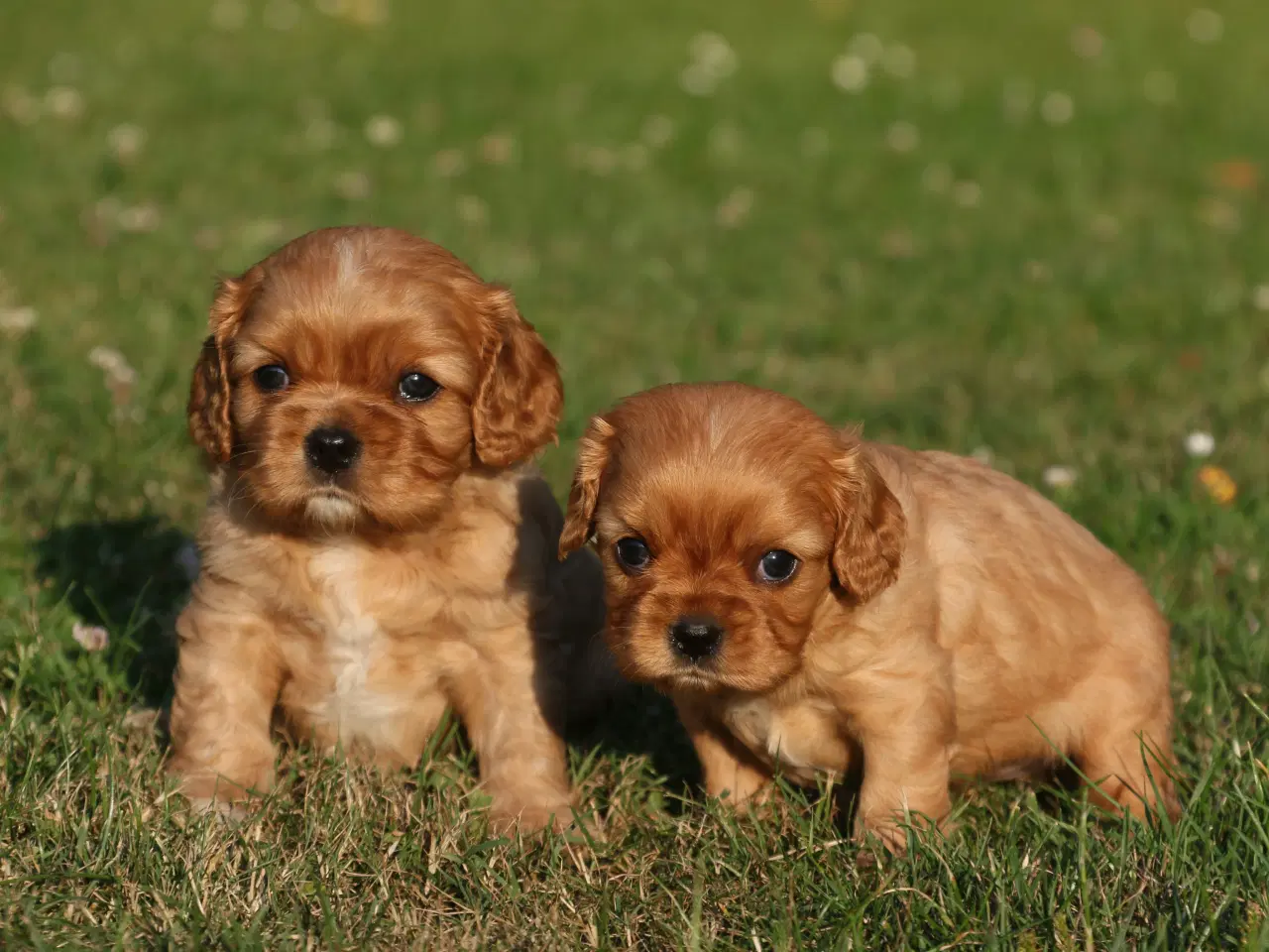 Billede 12 - cavalier king charles spaniel