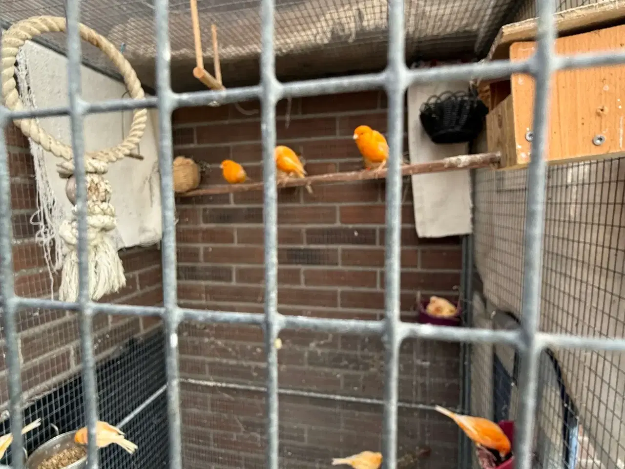 Billede 1 - Unge Kanariefugle 