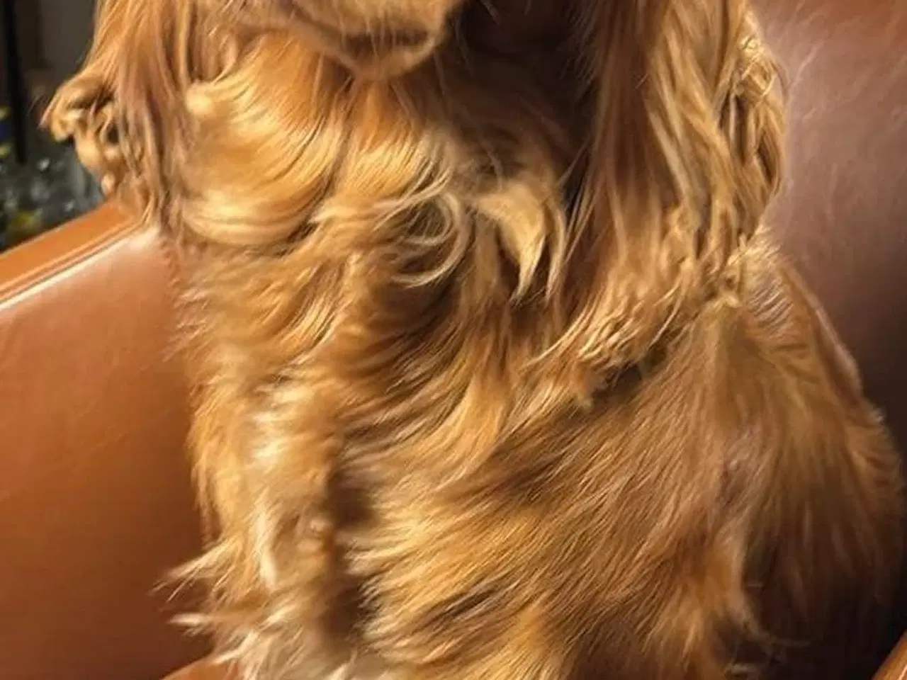 Billede 5 - Til parring - IKKE salg 