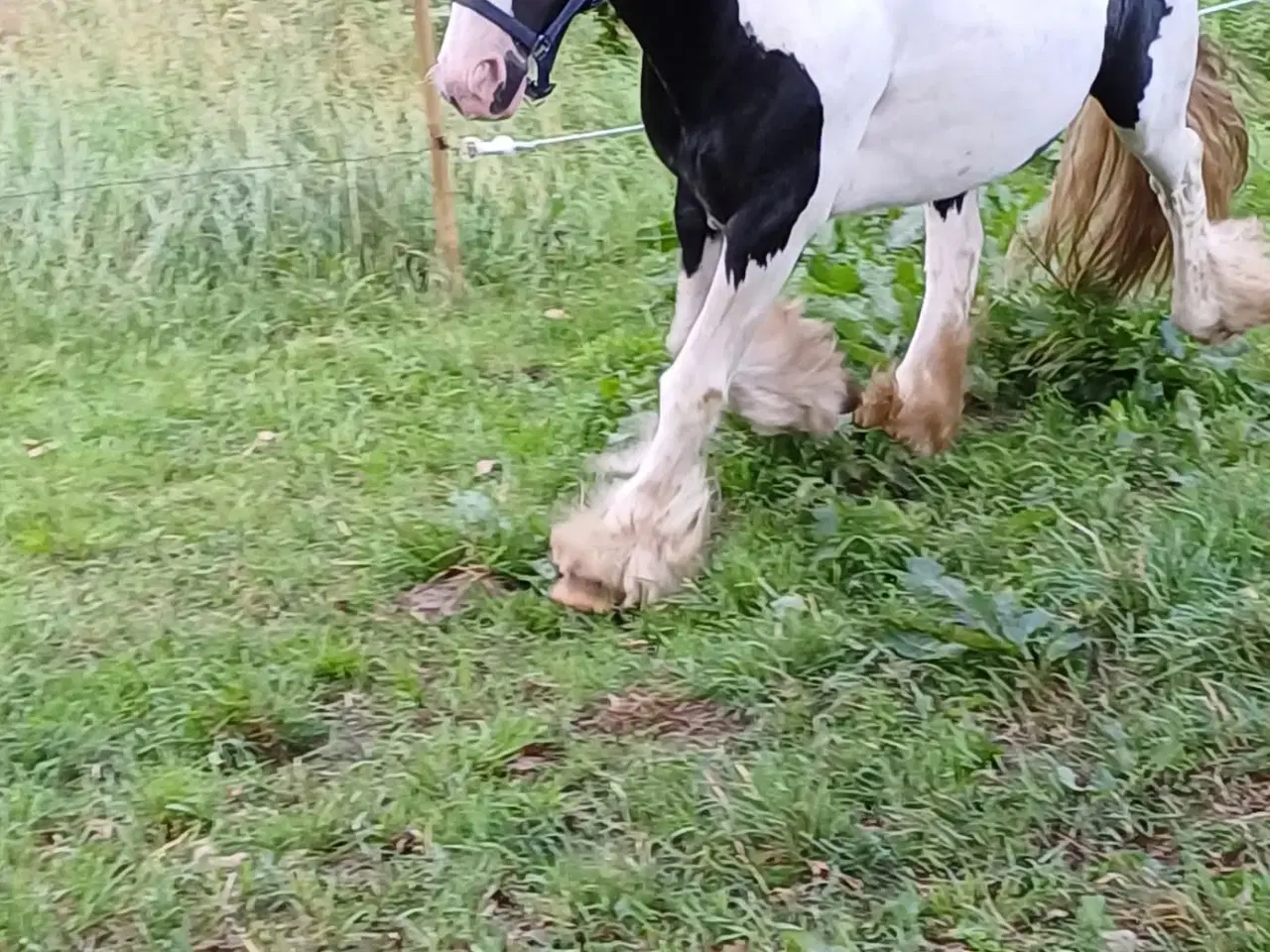 Billede 5 - Irish cob hingst