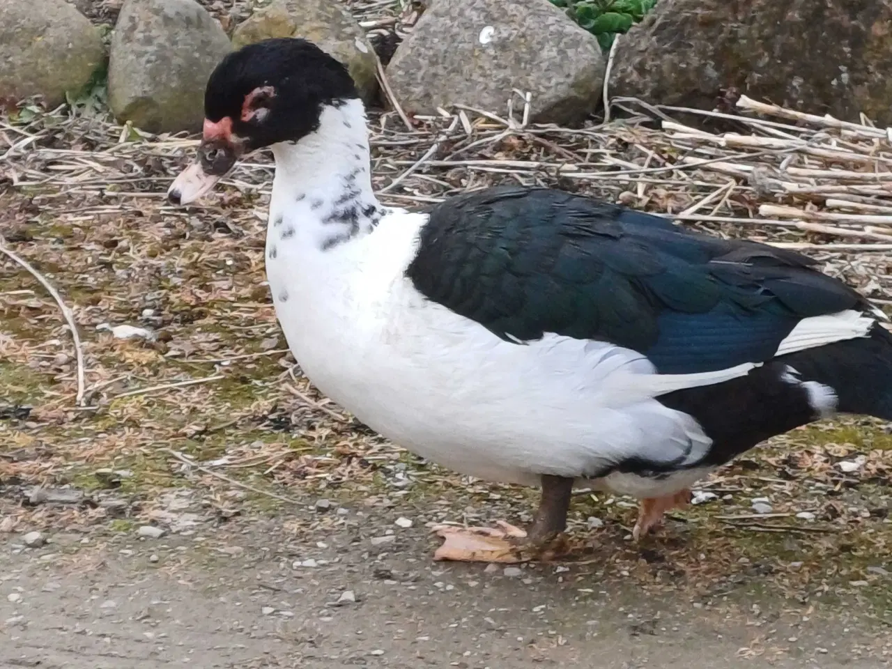 Billede 5 - Moskusænder han og hun