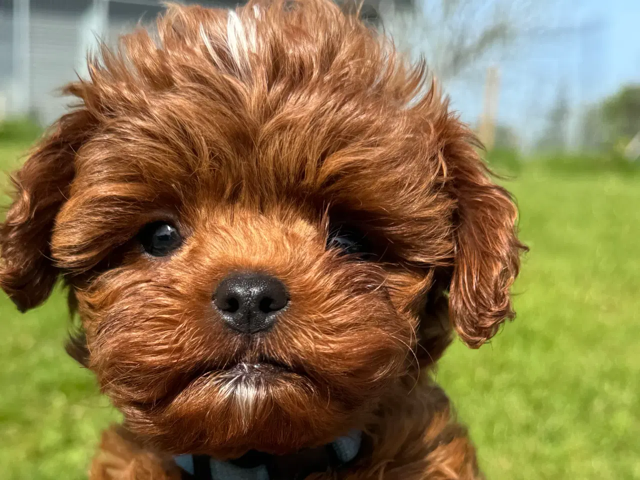 Billede 11 - Cavapoo Rejseklar 