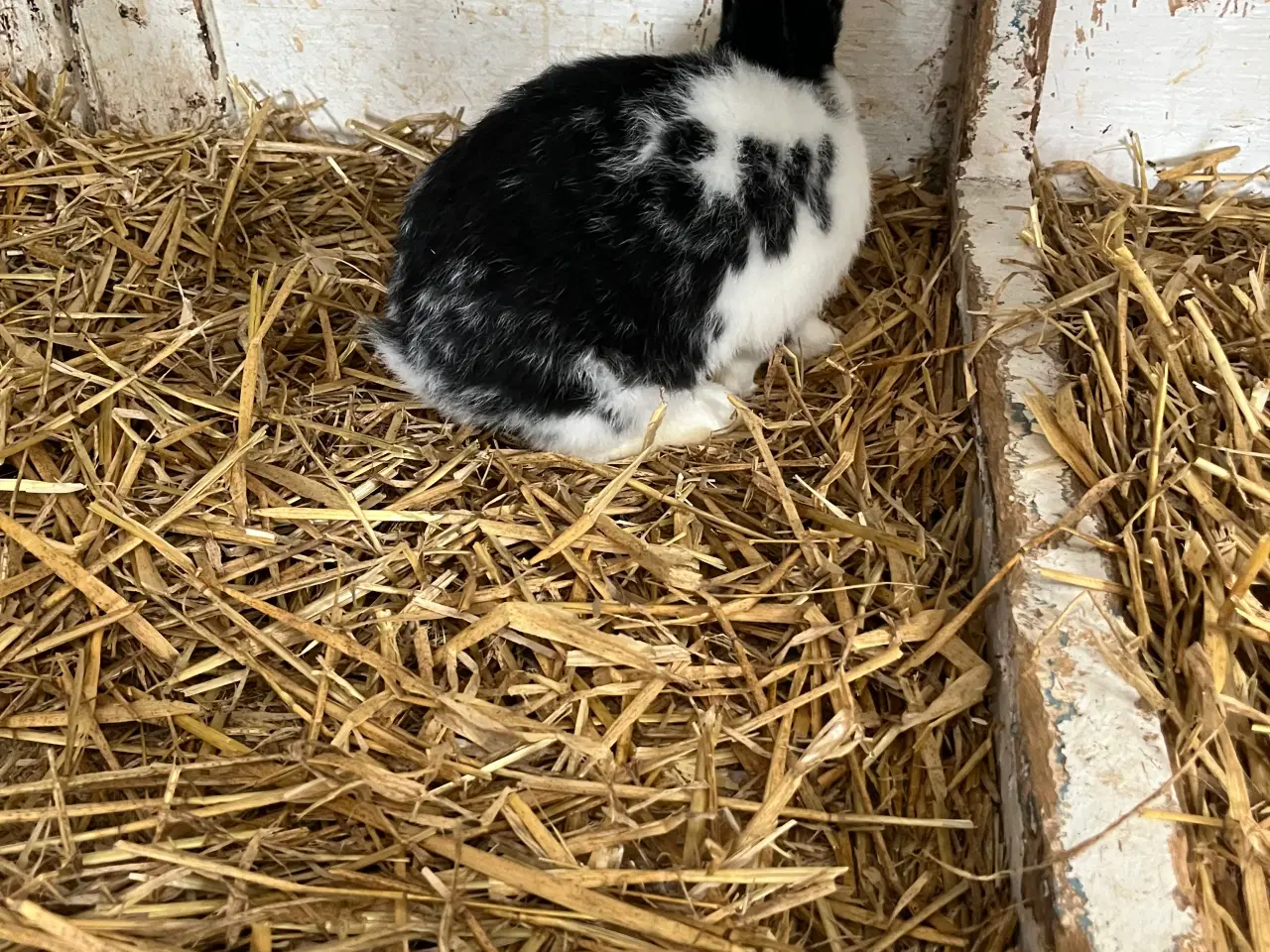 Billede 8 - Plettede unger