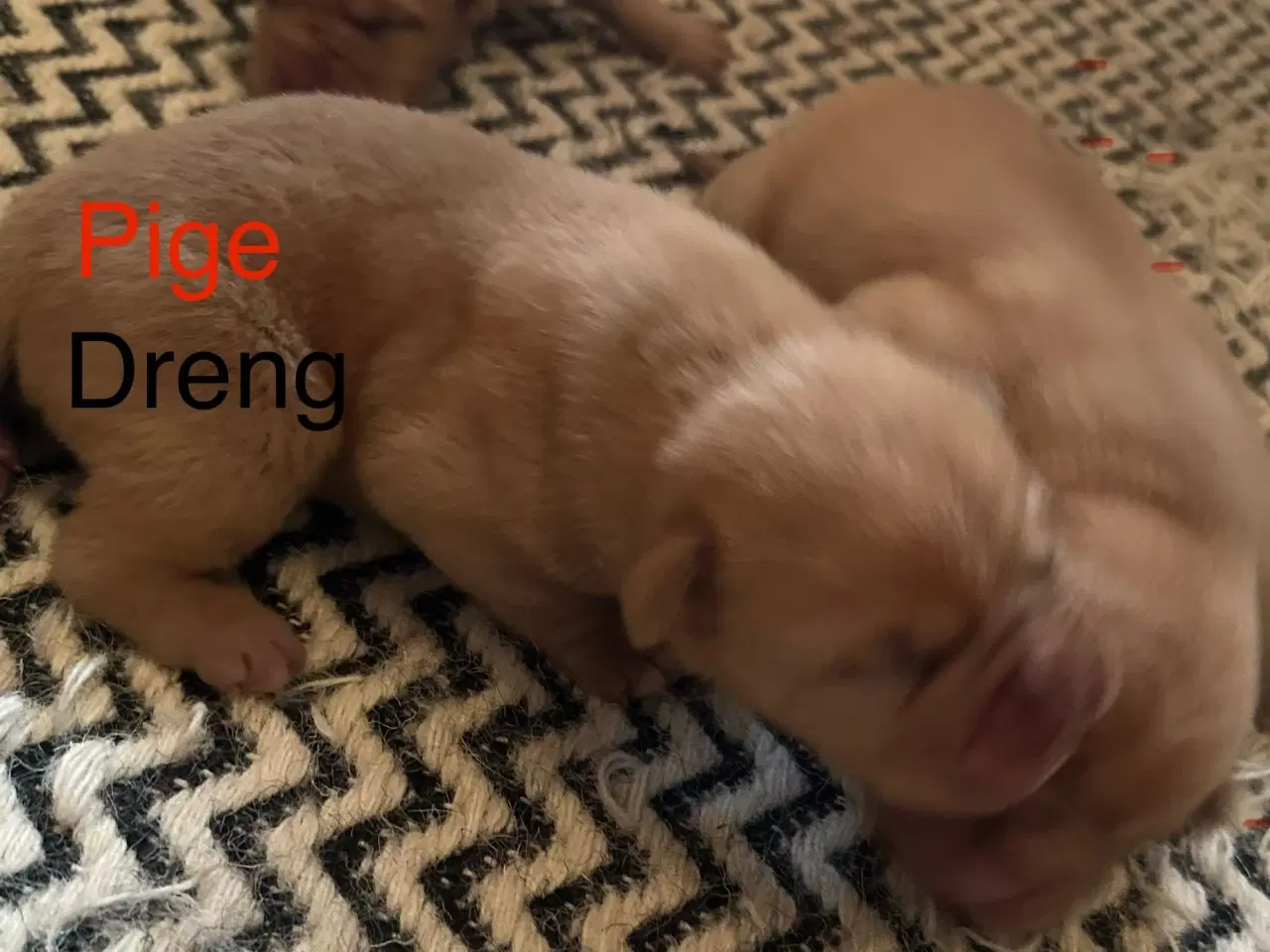 Billede 4 - Hunde